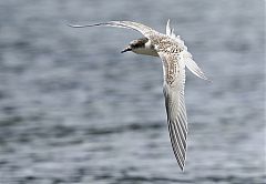 White-fronted Tern